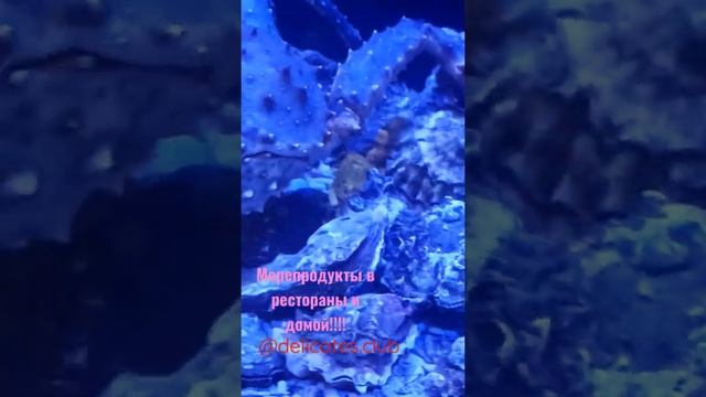 живые морепродукты #крабкамчатский #устрицы #морскиеежи #вонголе #анадара #лобстер смотреть онлайн
