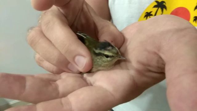 СПАСЕНИЕ ПЕНОЧКИ!🐦🤗
Пеночка попала в беду!