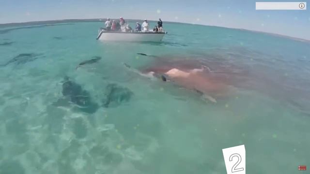 Топ 5 САМЫХ ОПАСНЫХ ХИЩНИКОВ НА ЗЕМЛЕ смотреть онлайн