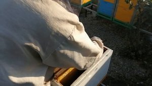 СЛАБЫЕ СЕМЬИ СБОРКА ГНЕЗДА В ЗИМУ.