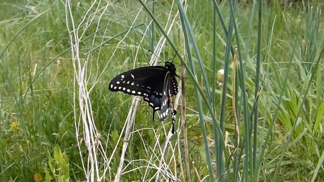 Black Swallowtail Butterfly смотреть онлайн