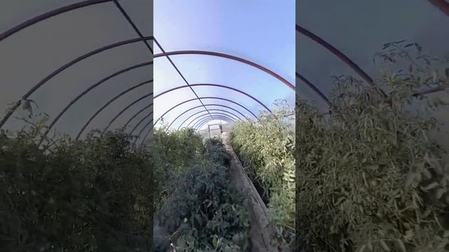 Помидоры в теплице #природа #жизньвдеревне #отдых #лайки смотреть онлайн