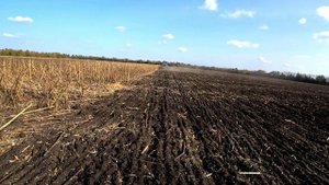 дискование палки подсолнечника на тракторе т 150 к