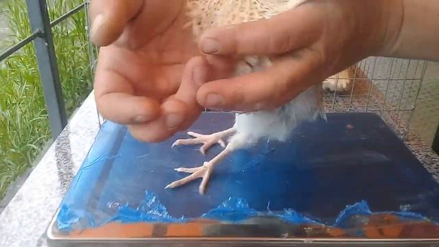 Для глухонемых.умейте слушать☝.каждому глухому я розжовывать НЕ СОБИРАЮСЬ смотреть онлайн