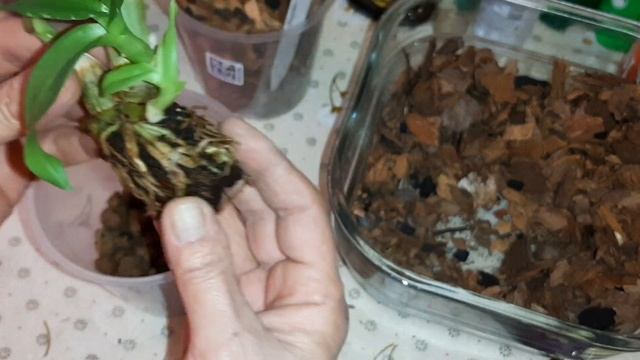 Посадка Сортовых Орхидея Дендробиум фаленопсис | Burana Sunchine'red; Nopporn Starbright; Lady Pin смотреть онлайн