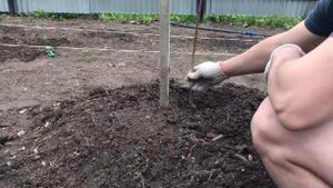 уДачная посадка персика в Подмосковье на холм. Персик отлично принялся!