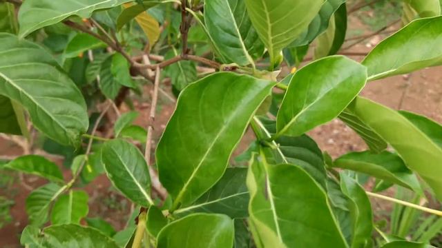 BUNGA WANGI...GARDENIA CARINATA / GOLDEN GARDENIA смотреть онлайн