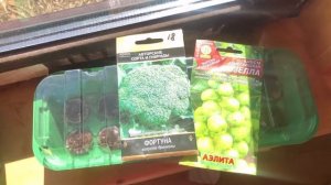 Моя первая капуста . РАССАДА в мини-парнике с торфяными таблетками. Брокколи и другие ВИДЫ