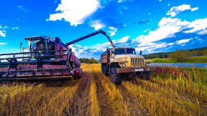 Уборочная, 4 день. Убираем овес в очень сильный ветер, не можем попасть шнеком в машину без потерь.