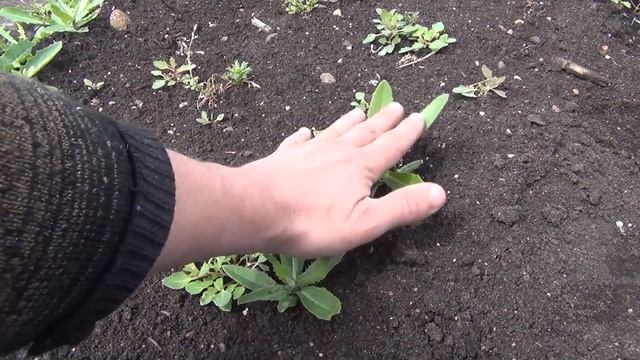 О пользе сорняков молочая осота Сорняки молочай осот Сорняк Борьба с сорняками Средство от сорняков