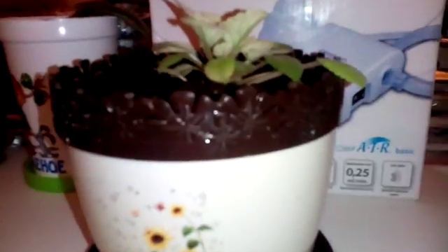 Фиалки смотрите смотреть онлайн