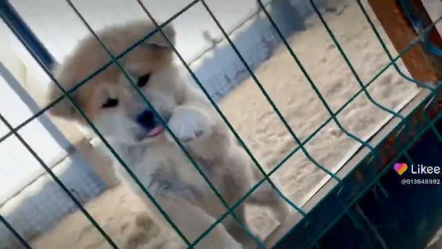 Булочки Акиты смотреть онлайн