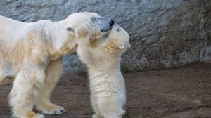 колыбельная белые медведи(умка)