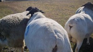 ВСЕ ПРОДАНЫ. Бараны Дорпер Австралийской генетики Кая. #dorper #дорпер #dorpersheep