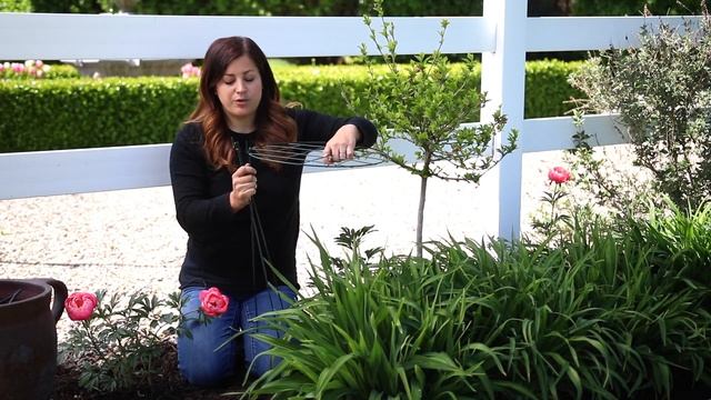 How to Grow Beautiful Peonies! смотреть онлайн