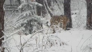 АМУРСКИЙ ТИГР В СНЕЖНОМ ЛЕСУ