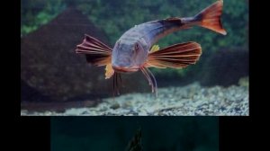 Удивительные соседи. Морской петух