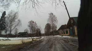 Пилю 40 летнюю березу