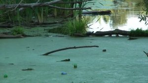 В Михневском пруду водится черепаха