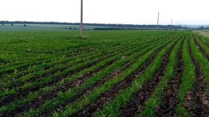 МТЗ 82 на опрыскивании кукурузы гербицидами Приус и Бату