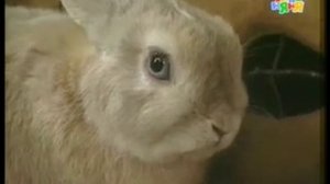 Жил был хомяк... (1-2)