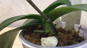 Два фаленопсиса. Который выбрать?