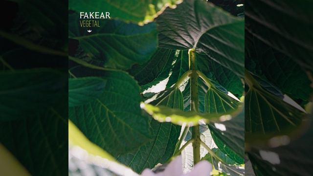 Mantra смотреть онлайн