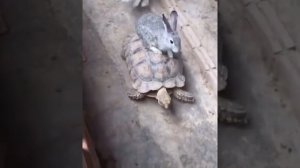Черепаха как средство передвижения кроликов.