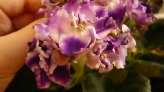 Optimara Rhapsodia Cora Usambaraveilchen African violet смотреть онлайн