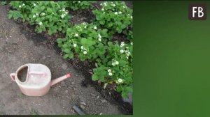 Марганцовка и не только. Подкормка для клубники, которая увеличит урожай в разы