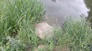 Трофейная щука после жары и дождей | ловим на новый Кренк от SPRO FAT IRIS 60