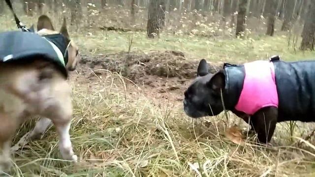 Мои французы. Почему собаки едят траву.