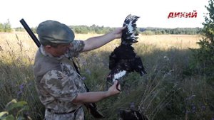 Собака на охоте. За тетеревом с дратхааром