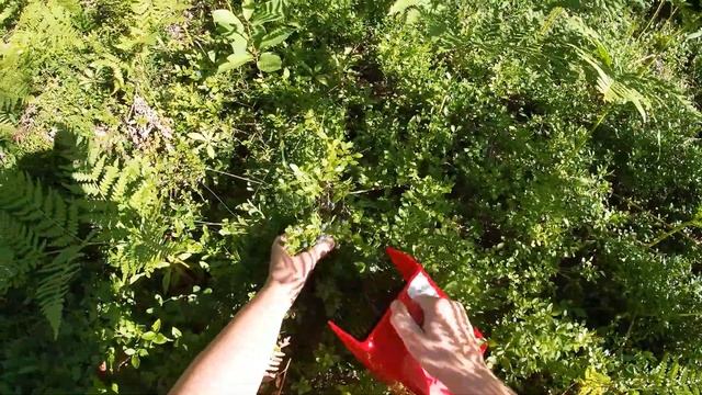 Как я собираю чернику. Ягодный комбайн. смотреть онлайн