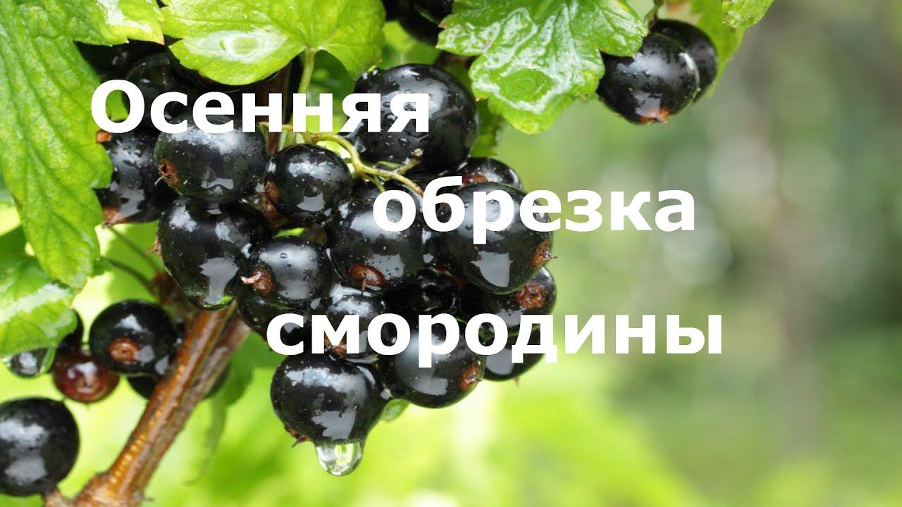 Осенняя обрезка смородины!