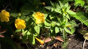 4 O'Clock Yellow Blooming Flowers Garden Landscape Plant Mirabilis jalapa -- Channel James Plosko