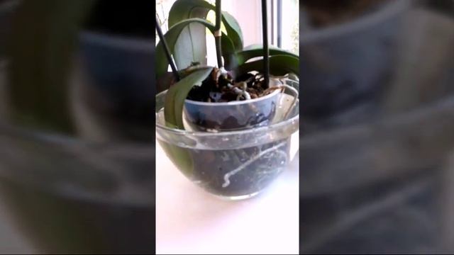 КОРОЛЕВА КРАСОТЫ!!!  КАК ПРАВИЛЬНО УХАЖИВАТЬ ЗА ОРХИДЕЕЙ!!!!