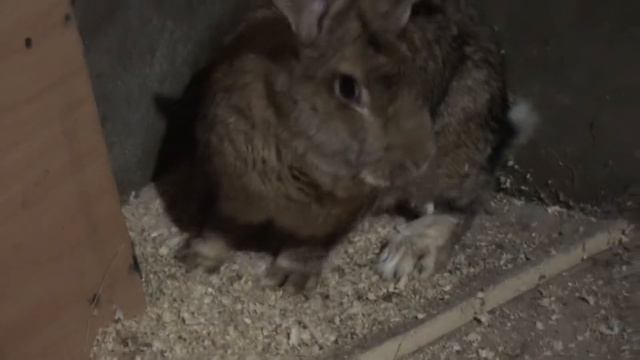 Кролики Бельгийский Фландр. Крол самец смотреть онлайн