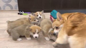 24.03.2023 Собака Корги Убегает от щенков Corgi Pembroke Puppy #dog #animals #щенки