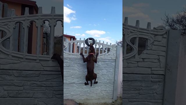 упрямый курцхаар смотреть онлайн