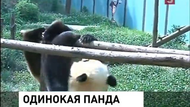 Китай одинокая панда смотреть онлайн
