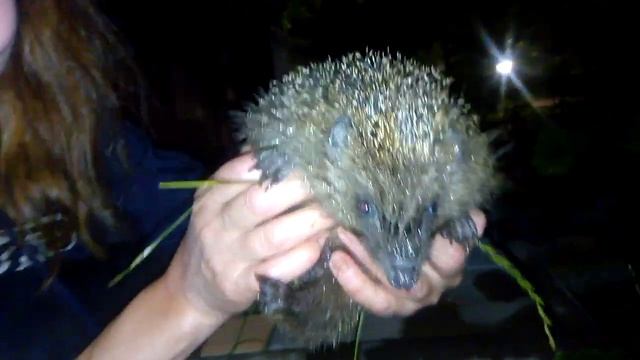 УШАСТЫЙ ЁЖИК. РЕТРО / EARED HEDGEHOG. RETRO смотреть онлайн