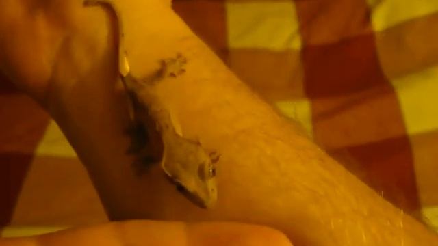 Gekon orzęsiony (Rhacodactylus ciliatus) смотреть онлайн