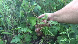 ГФ  винограда  Д- 3  2022 Бурдак  А В