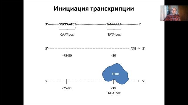 Лекция 4. Транскрипция (2021)