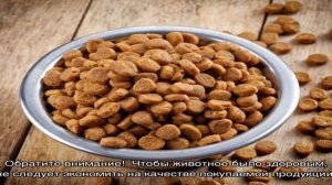Корм для собак мелких и крупных пород