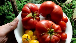 Томаты Синичка, Клюква в сахаре, Розовый мёд и Балконное чудо в помещении под фито светильниками