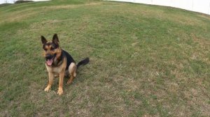 Команда ищи для Немецкой овчарки | АРЧИ ?