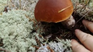 Белый гриб-Боровики-Красный Стекловар 13.1017-4