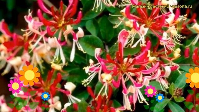 Жимолость вьющаяся Бельгика Селект. Краткий обзор, описание lonicera periclymenum Belgica Select смотреть онлайн